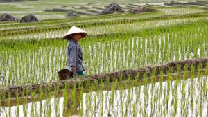 เวียดนามเล็งกำหนดราคาขั้นต่ำส่งออกข้าว ปกป้องเกษตรกร-ผู้ส่งออก
