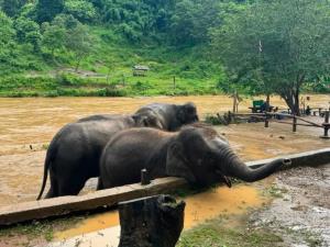 บ้านช้างตระกูลแสน “อพยพช้างขึ้นที่สูง” หนีน้ำป่า หลัง “น้ำแม่แตง” เพิ่มสูงขึ้นอย่างรวดเร็ว