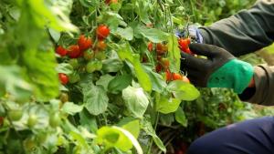 พลิกชีวิตยั่งยืน!! “Smart Farm” ห้วยน้ำขาว ยกระดับการผลิต สร้างรายได้ ชุมชนเกษตรพื้นที่สูง