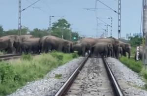 โมเม้นต์สุดน่ารัก! ขบวนรถไฟที่ต้องหยุดชะงัก เพื่อให้โขลงช้างได้เดินผ่านอย่างปลอดภัย