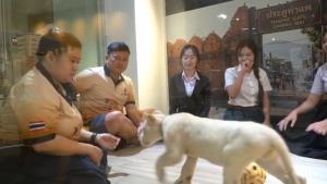คาเฟ่สิงโตเชียงใหม่แจงกรณี นทท.จีนโดนกัดหน้า ชี้ต้นเหตุฝ่ากฎใช้บริการ แต่ช่วยดูแลรับผิดชอบเต็มที่