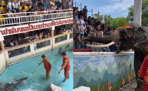 ไทยช่วยไทย คนแห่เที่ยว “ฟาร์มจระเข้ฯ สมุทรปราการ” คึกคัก หลังโชว์ช้างสุดเหงากลายเป็นไวรัลสุดปัง