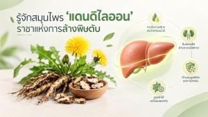 รู้จักสมุนไพร ‘แดนดิไลออน’ ราชาแห่งการล้างพิษตับ