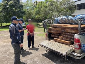 ตำรวจ ปทส.สนธิกำลังจับขบวนการค้าไม้เถื่อนลอบตัดเขตอุทยานฯผาแดง รวบหนุ่มเชียงดาวยึดประดู่11แผ่น
