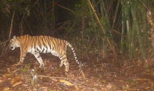 ข่าวดี! Camera Trap จับภาพ “เสือโคร่ง-เก้งหม้อ” โผล่ผืนป่าประจวบฯ พบสัตว์หายากเพียบ สะท้อนระบบนิเวศยังสมบูรณ์