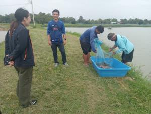ชาวนากุ้งGIเมืองน้ำดำผวา!ผนึกกำลังเร่งกำจัดปลาหมอคางดำ หลังเจอในเขื่อนลำปาวแล้ว12 ตัว