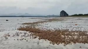 ตื่นตา “ปูมดแดง” นับล้าน อวดโฉมที่ทะเลแหวก “เกาะตั้งเลน” อันซีนพังงาแห่งใหม่