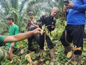ผวา!  “หมีควาย”  ทำร้ายชาวบ้านในพื้นที่ อำเภอกะปง ได้รับบาดเจ็บสาหัส