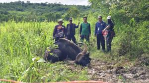 “กระทิงทับลาน”ผอมโซนอนซมชายป่าอุทยานฯทับลาน โคราช สิ้นใจแล้ว ทีมสัตวแพทย์เตรียมพิสูจน์หาสาเหตุ