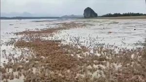 “เกาะตั้งเลน” อันซีนพังงาแห่งใหม่ ตื่นตา “ปูมดแดง” นับล้าน อวดโฉมบนทะเลแหวก