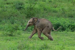 น่ารักจับใจ! “ลูกช้างป่าตัวน้อย” วิ่งเล่นท่ามกลางผืนป่ากุยบุรี