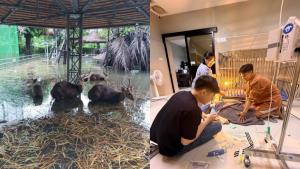 โซเชียลชื่นชม! สัตวแพทย์–พลเมืองดีลุยช่วย ‘น้องกวาง’ หนีน้ำท่วมย่านสวนสยาม รอดพ้นวิกฤต
