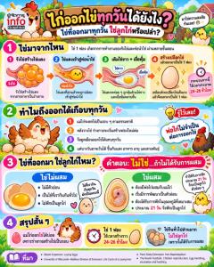 ไก่ออกไข่ทุกวันได้ยังไง? ไข่ที่ออกมาใช่ลูกไก่หรือเปล่า?