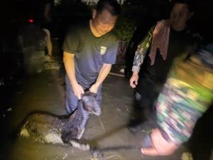 “สุชาติ” ส่งทีมลุยน้ำช่วย “เนื้อทราย” สยามอะเมซิ่งพาร์ค ย้ายได้ 10 ตัว ตายแล้ว 6 ตัว