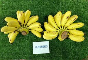“กล้วยไข่กำแพงเพชร” คืนชีพ! ปั้นพื้นที่ 3,000 ไร่ ดันรายได้แตะ 500 ล้าน