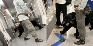 แตกตื่นทั้งสถานี! นึกว่ามีคนจูง 'เสือดำ' ขึ้นรถไฟใต้ดิน ที่แท้... (มีคลิป)