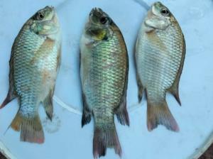 สัญญาณอันตรายเขื่อนลำปาว! พบ "ปลาหมอคางดำ" ไข่ทะลักท้อง รัฐไร้ทิศทางควบคุม หวั่นลามทั่วเขื่อน