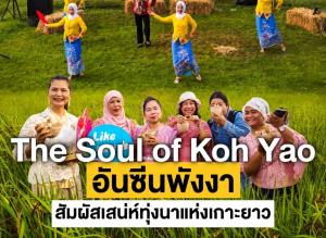 ททท. พังงา ชู “The Soul of Koh Yao” ดันทุ่งนาผืนใหญ่เกาะยาวน้อย เที่ยวพังงาหน้าฝน