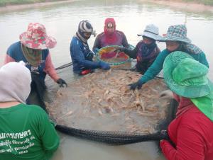 วิกฤตกุ้งก้ามกรามขาดแคลน แผนสำรองเตรียมเสิร์ฟปีใหม่กลุ่มละ 30 ตัน