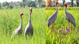 สุดดีใจ! พบ“นกกระเรียนไทย”คู่รัก ฟักไข่ออกลูกกลางทุ่งนาบุรีรัมย์ 2 ตัว เตรียมป้องกันถูกรบกวน เผยเคยสูญพันธุ์ไปเมื่อ 50 ปีก่อน