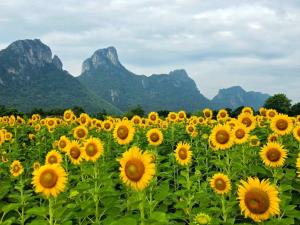 ทุ่งทานตะวัน “ไร่จำรัส เฟส 2” บานเหลืองอร่าม รับฤดูกาลท่องเที่ยว
