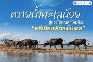 ปั้น “ควายน้ำทะเลน้อย” สู่ธุรกิจชุมชน! ดัน “พรีเมียมพัทลุงโมเดล” เพิ่มรายได้ 15% พลิกวิถีอนุรักษ์สู่เศรษฐกิจสร้างมูลค่า