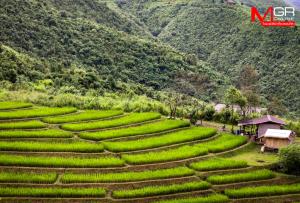 สัมผัสความงามกลางขุนเขาน่าน “เกี่ยวข้าวขั้นบันได นาภูเขา” ที่บ้านห้วยโทน